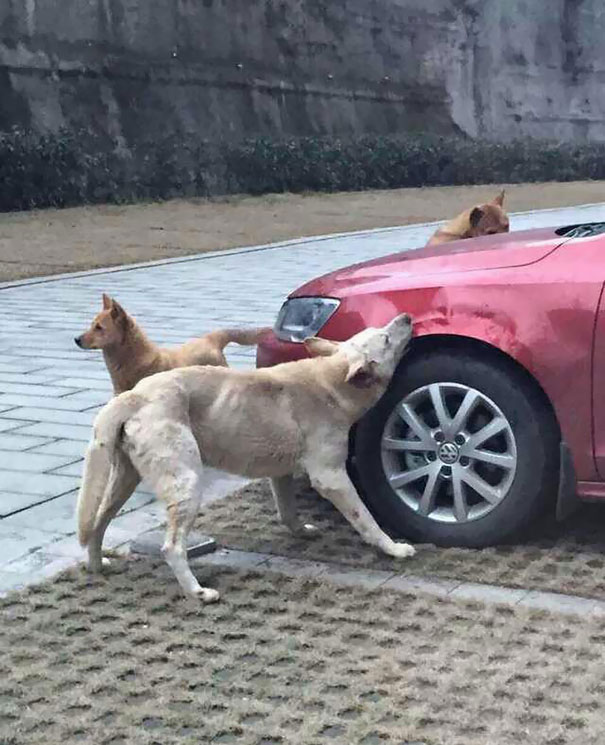 Stray Dog revenge