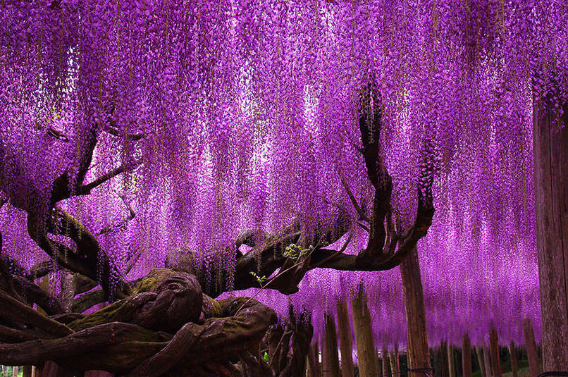 Wisteria Tree In Japan