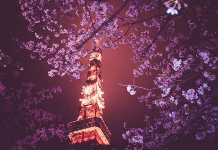 اليابان تحتفل بأزهار شجرة الساكورا شبكة ابو نواف