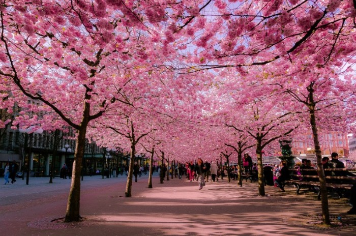 اليابان تحتفل بأزهار شجرة الساكورا شبكة ابو نواف
