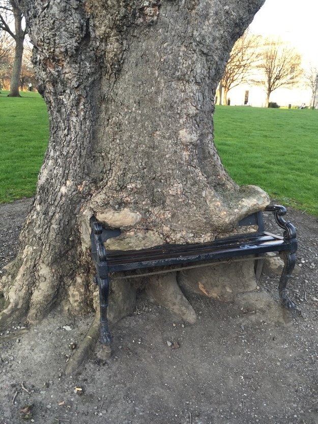 شجرة يتدلى ساقها على مقعد