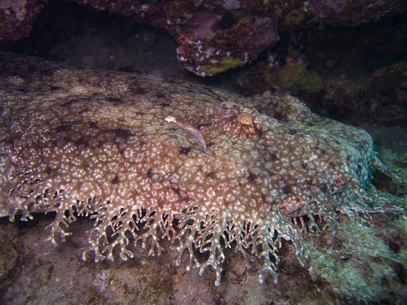 سمكة القرش Wobbegong