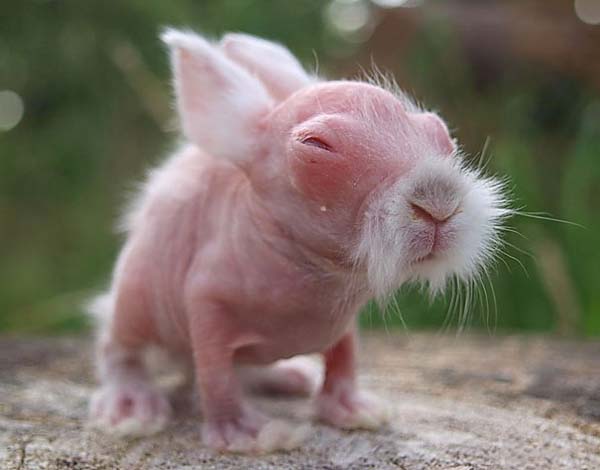 أرنب بدون شعر