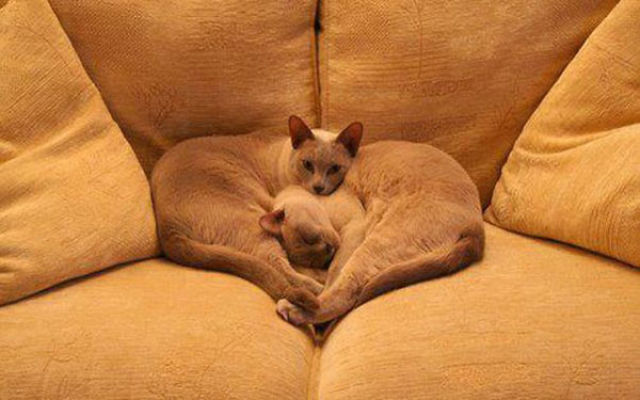 قطط على أريكة
