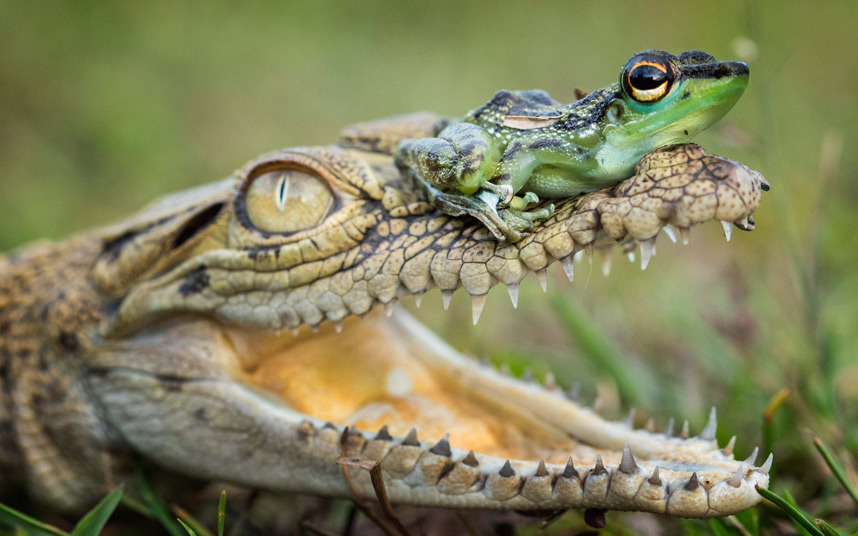 صور حول العالم صداقة غريبة وثقها المصور "Hendy Mp" غرب كاليمانتان بين ضفدع وتمساح!