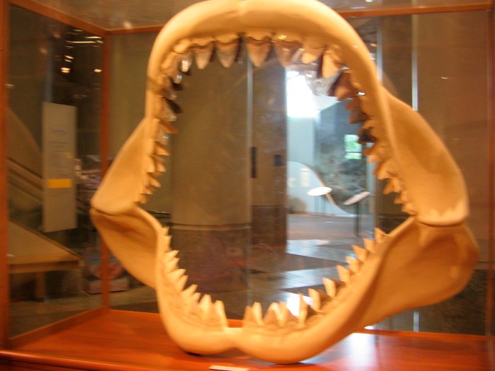 فك القرش الأبيض والمعروض في متحف كارولاينا الشمالية لعلوم الطبيعة