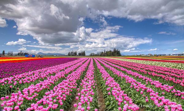 حقول الزهور الرائعة في هولندا