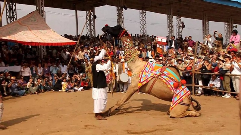 الجمال