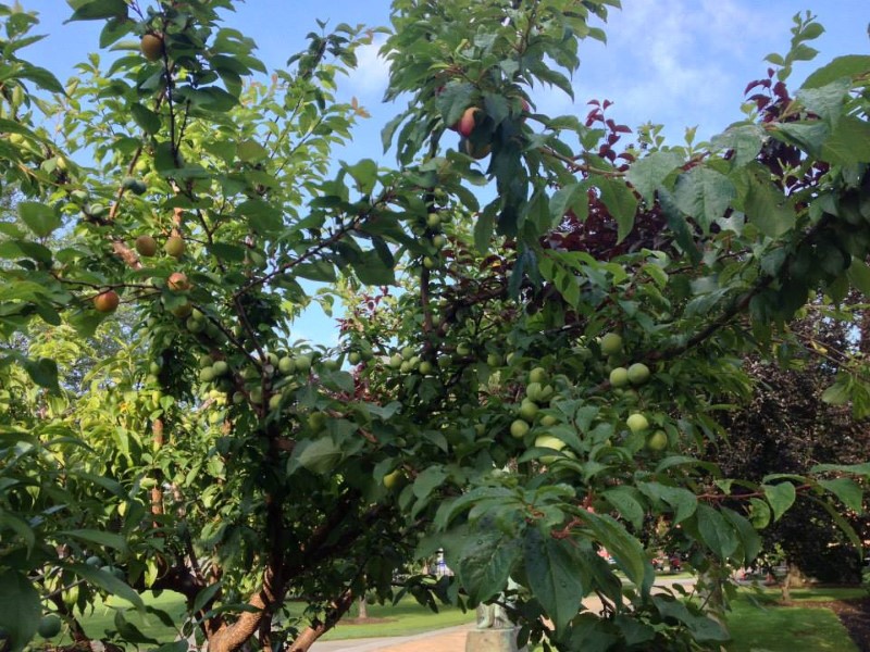 شجرة تثمر 40 نوع مختلف من الفاكهة شبكة ابو نواف