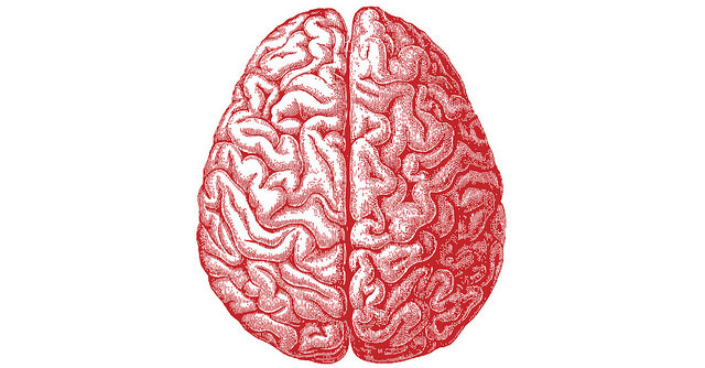 الدماغ