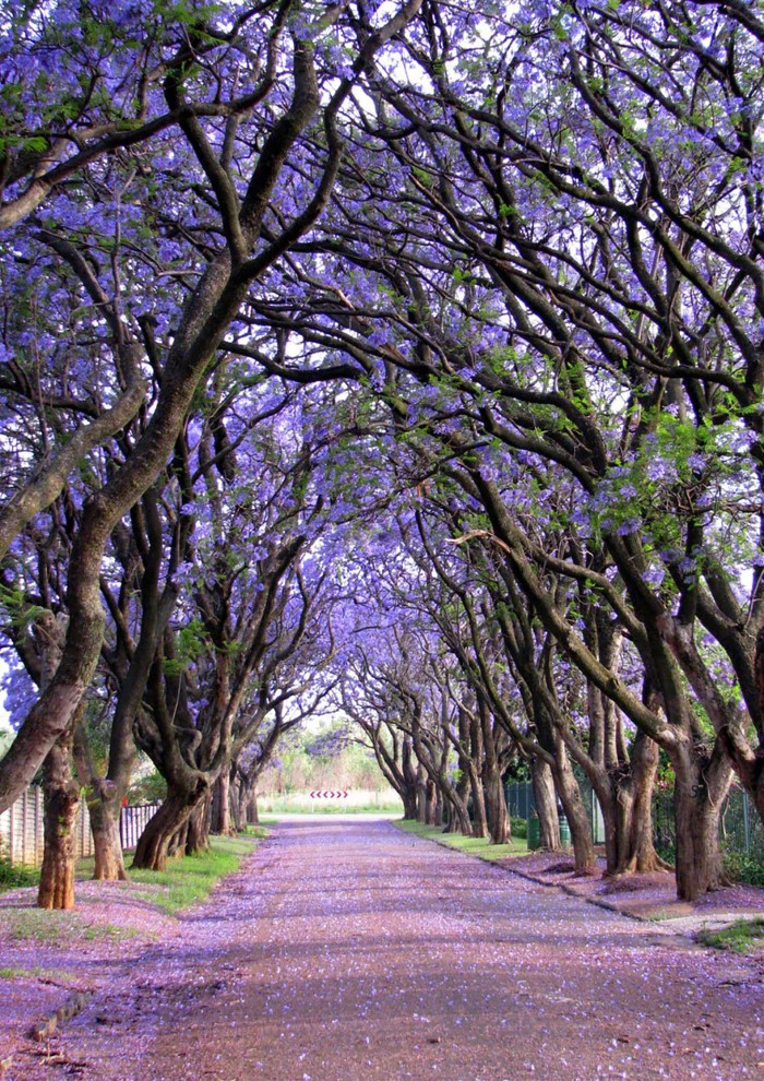 أشجار جنوب أفريقيا 