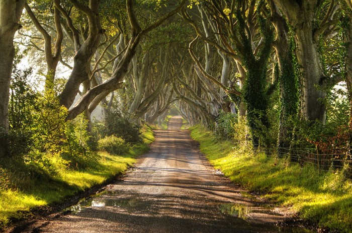 طريق أسياج الظلام في أيرلندا الشمالية أروع الأشجار في جميع أنحاء العالم