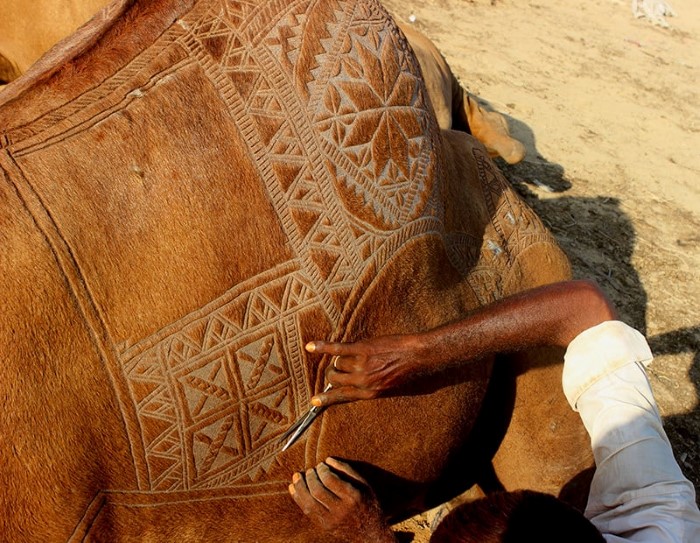 حلاقة شعر الإبل 