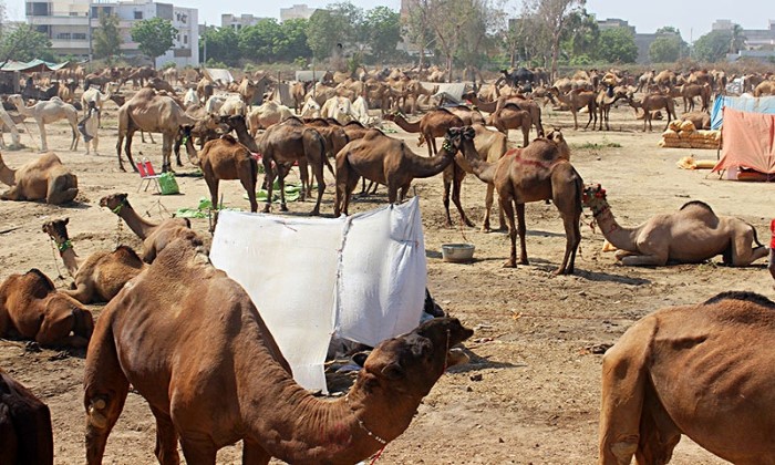 مزاين الإبل في باكستان 