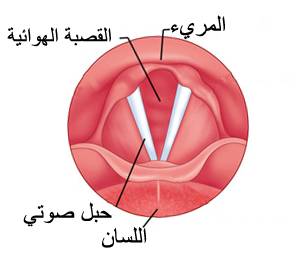 ليش تختلف أصوات البشر عن بعض شبكة ابو نواف