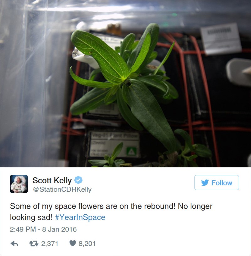 لأول مرة نبات ينمو في الفضاء 