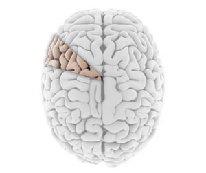 الإنسان يستخدم 10% فقط من دماغه