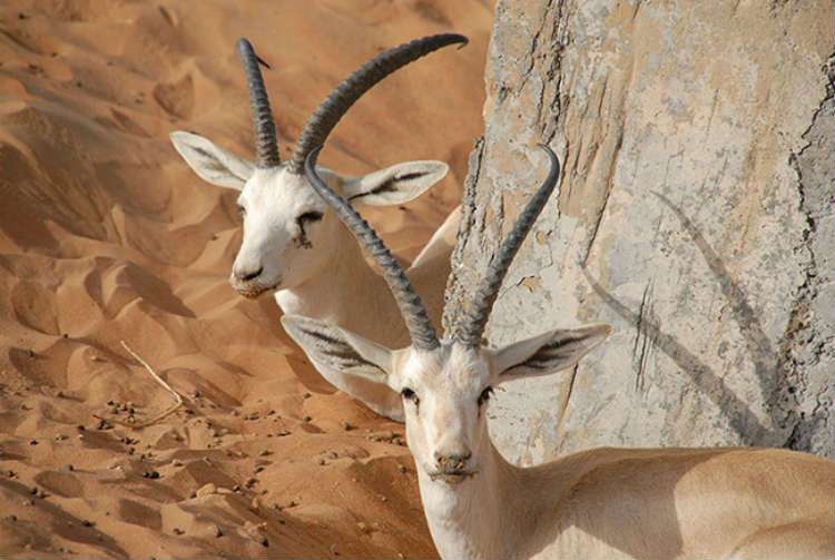 الغزال الدرقي