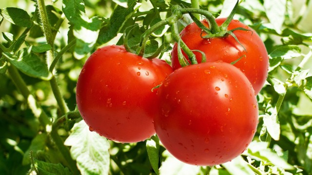 الطماطم لماذا تعتبر من الفاكهة شبكة ابو نواف