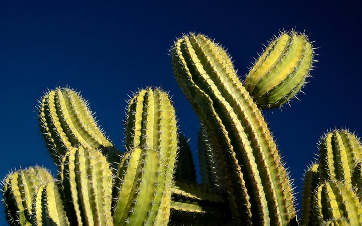 التكيف الذي يساعد نبات الصبار على البقاء في البيئة الصحراوية ؟