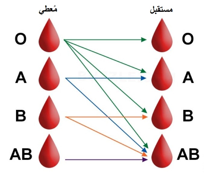فصائل الدم الأكثر ندرة في العالم شبكة ابو نواف