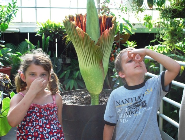 زهرة الجثة أضخم واغرب زهرة في العالم Titan-arum