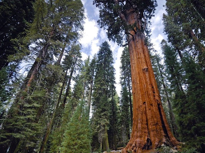 أقدم 10 أشجار حية في العالم - شبكة ابو نواف