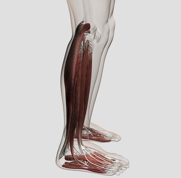 العضلة خلف الركبة