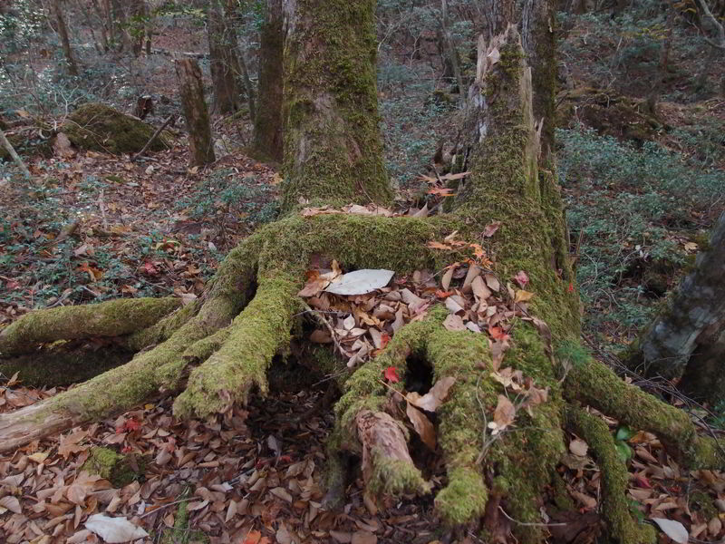 غابة أوكيغاهارا 