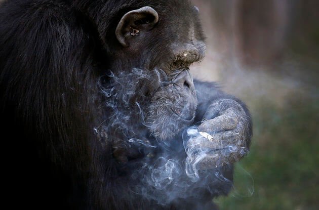تدخين الحيوانات