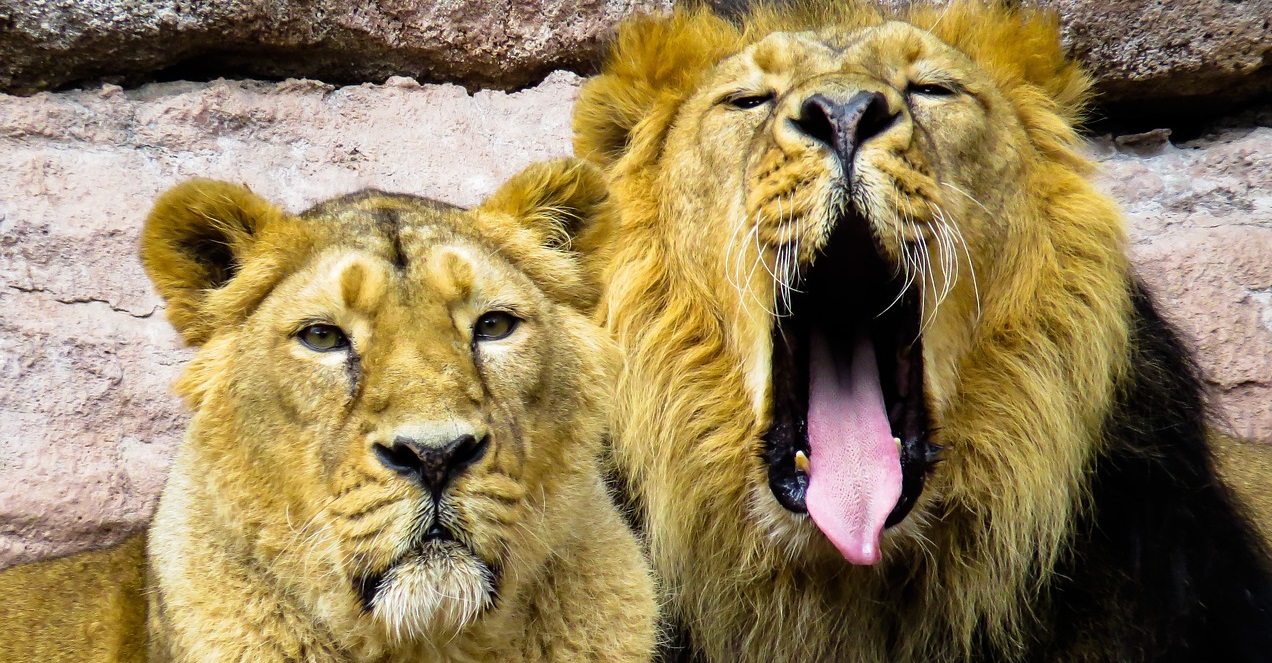 Yawns Mean Bigger Brains