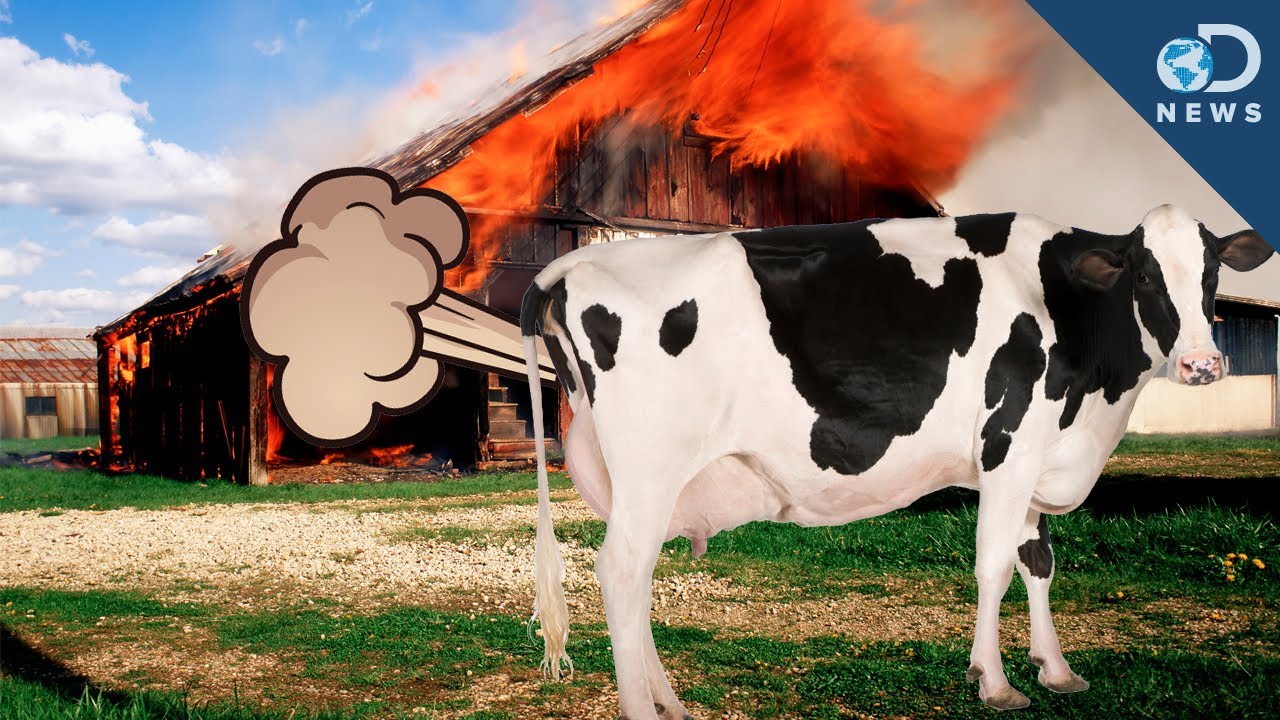 الأبقار والاحتباس الحراري
