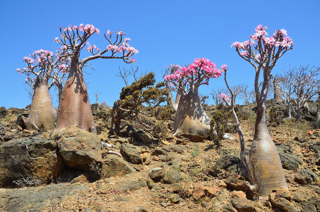 سقطرى