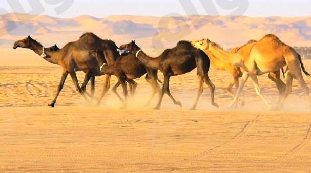 أمثال وحكم.. ايه معنى جملة ما هكذا تورد الإبل