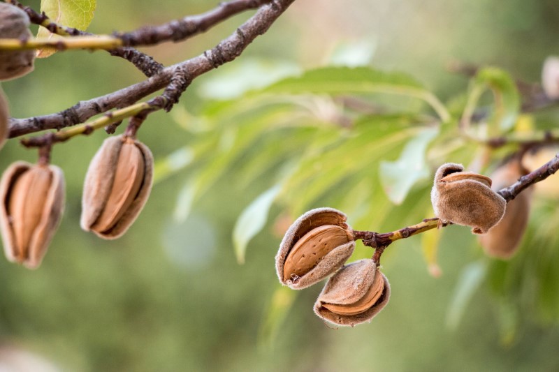 الأطعمة وهي على الأشجار 