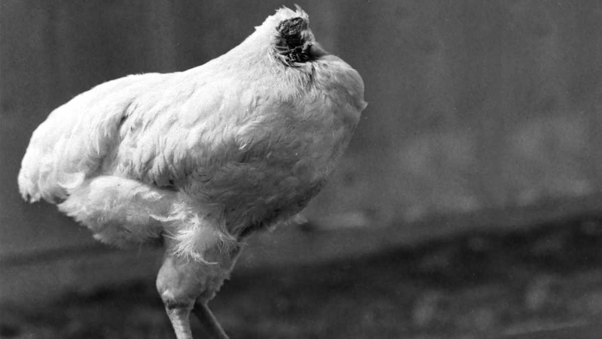هل يُمكن أن يعيش الدجاج بدون رأس؟!