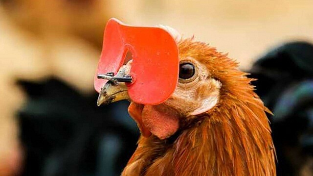 chicken-glasses.jpg