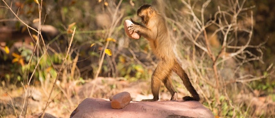 animals that prepare or cook their food