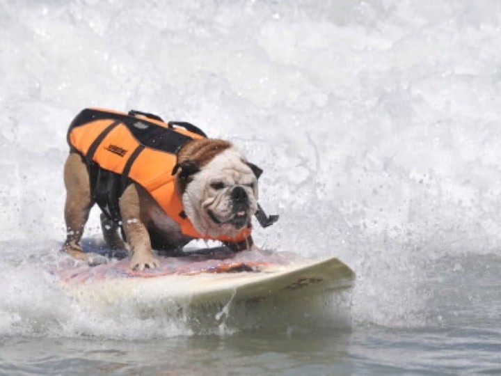 كلب يركب الأمواج