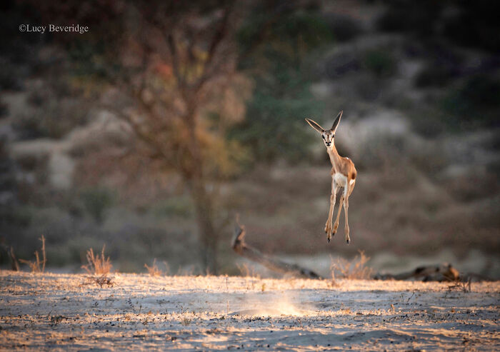 أفضل الصور الفائزة في مسابقة التصوير الكوميدي في الحياة البرية  -تصوير-7