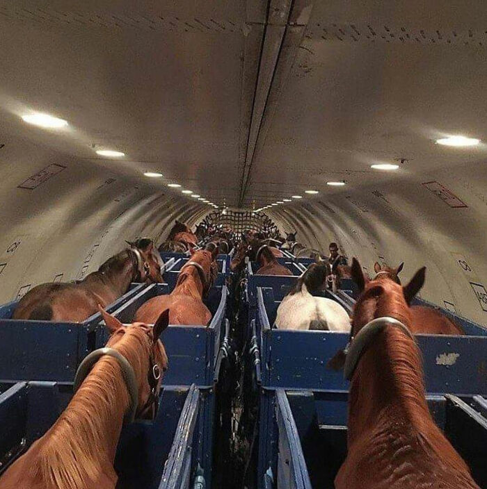 خيول على الطائرة