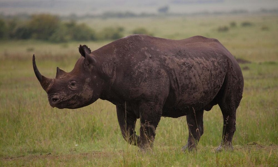 وحيد القرن الأسود